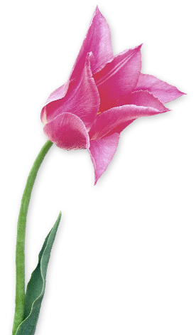 dsgn_621_tulip.png